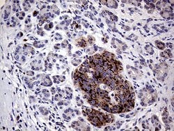 Invitrogen AMDHD1 Monoclonal Antibody (OTI1C12) 100 &mu;L; Unconjugated:Antibodies,