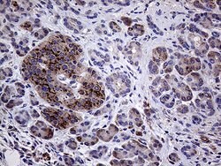 Invitrogen AMDHD1 Monoclonal Antibody (OTI5B5) 100 &mu;L; Unconjugated:Antibodies,