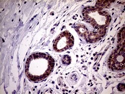 Invitrogen PCMT1 Monoclonal Antibody (OTI4A4) 100 &mu;L; Unconjugated:Antibodies,