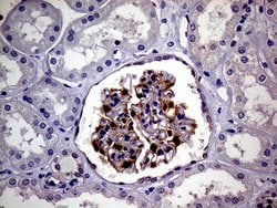 Invitrogen PCMT1 Monoclonal Antibody (OTI4A4) 100 &mu;L; Unconjugated:Antibodies,