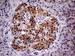 Invitrogen PCMT1 Monoclonal Antibody (OTI4A4) 100 &mu;L; Unconjugated:Antibodies,