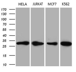 Invitrogen PCMT1 Monoclonal Antibody (OTI4A4) 100 &mu;L; Unconjugated:Antibodies,