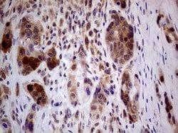 Invitrogen PCMT1 Monoclonal Antibody (OTI2A9) 100 &mu;L; Unconjugated:Antibodies,