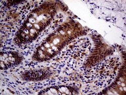 Invitrogen PCMT1 Monoclonal Antibody (OTI2A9) 100 &mu;L; Unconjugated:Antibodies,