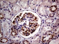 Invitrogen PCMT1 Monoclonal Antibody (OTI2A9) 100 &mu;L; Unconjugated:Antibodies,