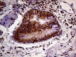 Invitrogen PCMT1 Monoclonal Antibody (OTI2A9) 100 &mu;L; Unconjugated:Antibodies,