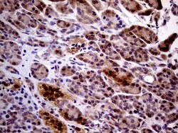 Invitrogen PCMT1 Monoclonal Antibody (OTI2A9) 100 &mu;L; Unconjugated:Antibodies,