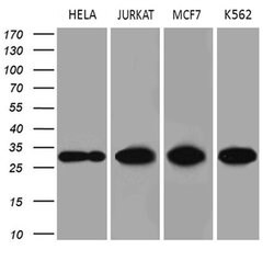 Invitrogen PCMT1 Monoclonal Antibody (OTI2A9) 100 &mu;L; Unconjugated:Antibodies,