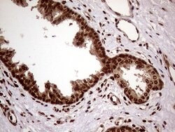 Invitrogen DDX19A Monoclonal Antibody (OTI3C12) 100 &mu;L; Unconjugated:Antibodies,