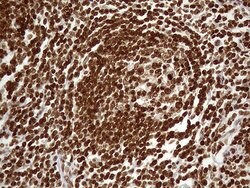 Invitrogen DDX19A Monoclonal Antibody (OTI3C12) 100 &mu;L; Unconjugated:Antibodies,