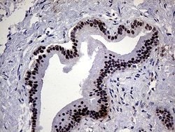 Invitrogen ELF3 Monoclonal Antibody (OTI6G6) 100 μL; Unconjugated:Antibodies,