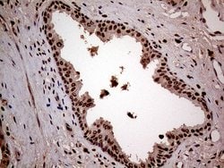 Invitrogen LSM11 Monoclonal Antibody (OTI2G7) 100 μL; Unconjugated:Antibodies,