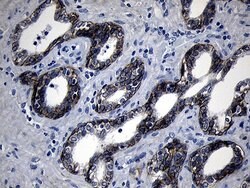 Invitrogen ROR2 Monoclonal Antibody (OTI4B10) 100 &mu;L; Unconjugated:Antibodies,