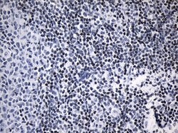 LSM11 Monoclonal Antibody (OTI7F12):Antibodies, Monoclonal