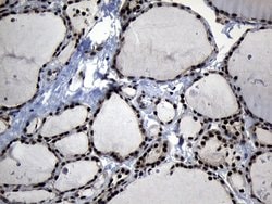 Invitrogen ELF4 Monoclonal Antibody (OTI4A3) 100 &mu;L; Unconjugated:Antibodies,