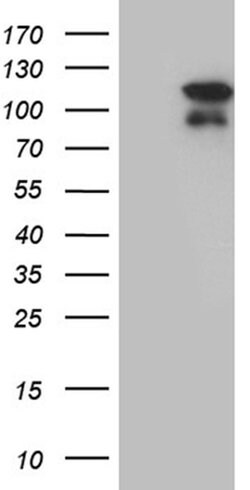 Invitrogen ELF4 Monoclonal Antibody (OTI4A3) 100 &mu;L; Unconjugated:Antibodies,