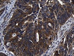 Invitrogen ZFYVE1 Monoclonal Antibody (OTI4B3) 100 &mu;L; Unconjugated:Antibodies,
