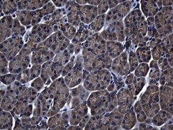 Invitrogen ZFYVE1 Monoclonal Antibody (OTI4B3) 100 &mu;L; Unconjugated:Antibodies,