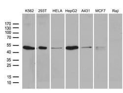 Invitrogen ZFYVE1 Monoclonal Antibody (OTI4H7) 100 &mu;L; Unconjugated:Antibodies,