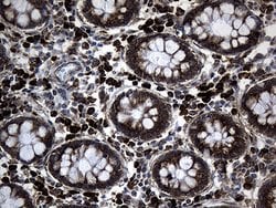 Invitrogen MED28 Monoclonal Antibody (OTI10C8) 100 &mu;L; Unconjugated:Antibodies,