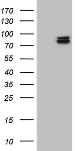 Invitrogen SEC23B Monoclonal Antibody (OTI6E8) 100 &mu;L; Unconjugated:Antibodies,