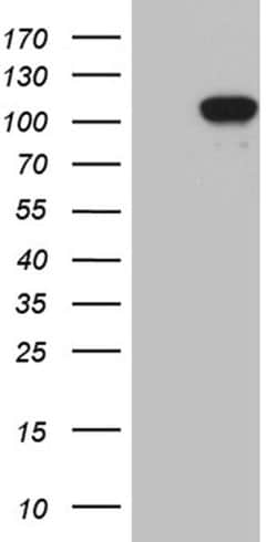 Invitrogen UHRF2 Monoclonal Antibody (OTI4G10) 100 &mu;L; Unconjugated:Antibodies,