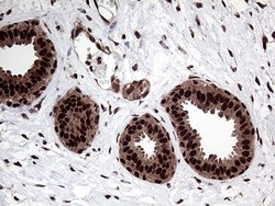 Invitrogen PPP4C Monoclonal Antibody (OTI2E4) 100 &mu;L; Unconjugated:Antibodies,