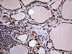 Invitrogen PPP4C Monoclonal Antibody (OTI2E4) 100 &mu;L; Unconjugated:Antibodies,