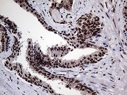 Invitrogen PPP4C Monoclonal Antibody (OTI2E4) 100 &mu;L; Unconjugated:Antibodies,