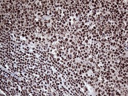 Invitrogen PPP4C Monoclonal Antibody (OTI2E4) 100 &mu;L; Unconjugated:Antibodies,