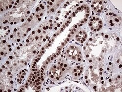 Invitrogen PPP4C Monoclonal Antibody (OTI2E4) 100 &mu;L; Unconjugated:Antibodies,