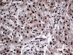 Invitrogen PPP4C Monoclonal Antibody (OTI2E4) 100 &mu;L; Unconjugated:Antibodies,