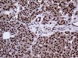 Invitrogen PPP4C Monoclonal Antibody (OTI2E4) 100 &mu;L; Unconjugated:Antibodies,