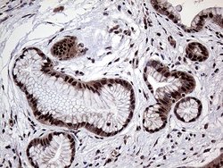 Invitrogen PPP4C Monoclonal Antibody (OTI2E4) 100 &mu;L; Unconjugated:Antibodies,