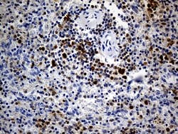 Invitrogen DAPP1 Monoclonal Antibody (OTI7D4) 100 &mu;L; Unconjugated:Antibodies,