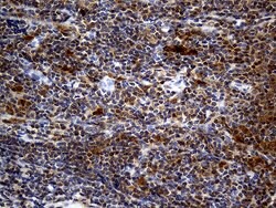 Invitrogen DAPP1 Monoclonal Antibody (OTI7D4) 100 &mu;L; Unconjugated:Antibodies,