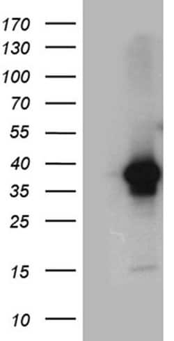 Invitrogen DAPP1 Monoclonal Antibody (OTI7D4) 100 &mu;L; Unconjugated:Antibodies,