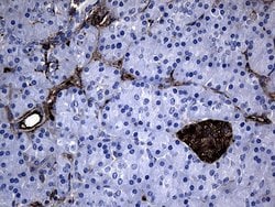 Invitrogen GCH1 Monoclonal Antibody (OTI7B8) 100 &mu;L; Unconjugated:Antibodies,