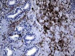 Invitrogen GCH1 Monoclonal Antibody (OTI7B8) 100 &mu;L; Unconjugated:Antibodies,