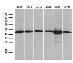 Invitrogen UBAC1 Monoclonal Antibody (OTI6E9) 100 &mu;L; Unconjugated:Antibodies,