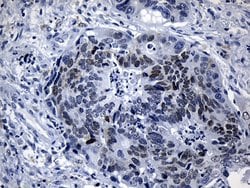 LHX2 Monoclonal Antibody (OTI5C7), Invitrogen 100 &mu;L; Unconjugated:Antibodies,