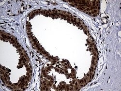 Invitrogen PSMA7 Monoclonal Antibody (OTI5F6) 100 &mu;L; Unconjugated:Antibodies,