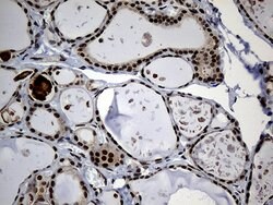 Invitrogen PSMA7 Monoclonal Antibody (OTI5F6) 100 &mu;L; Unconjugated:Antibodies,