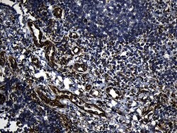 Invitrogen FBXO25 Monoclonal Antibody (OTI6F11) 100 &mu;L; Unconjugated:Antibodies,