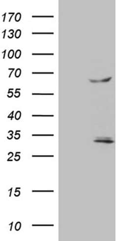Invitrogen TRAF5 Monoclonal Antibody (OTI7A3) 100 &mu;L; Unconjugated:Antibodies,