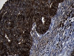 Invitrogen PIKFYVE Monoclonal Antibody (OTI1A5) 100 &mu;L; Unconjugated:Antibodies,
