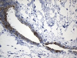 Invitrogen CISD2 Monoclonal Antibody (OTI4D12) 100 &mu;L; Unconjugated:Antibodies,
