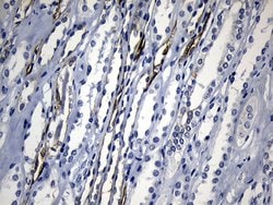 Invitrogen CISD2 Monoclonal Antibody (OTI4D12) 100 &mu;L; Unconjugated:Antibodies,