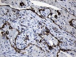 Invitrogen CISD2 Monoclonal Antibody (OTI4D12) 100 &mu;L; Unconjugated:Antibodies,