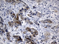 Invitrogen CISD2 Monoclonal Antibody (OTI4D12) 100 &mu;L; Unconjugated:Antibodies,